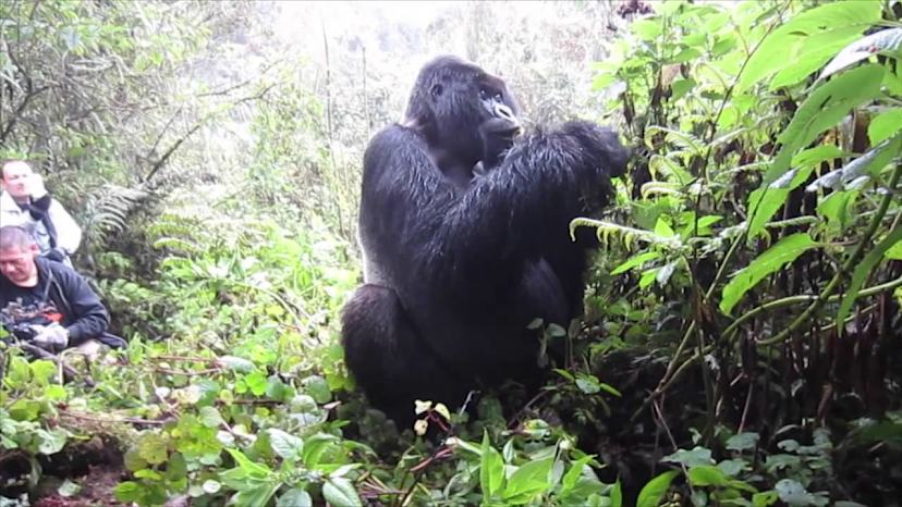 Gorilla Trekking