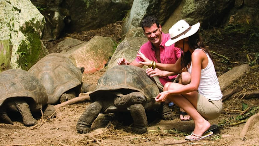 Giant Tortoise
