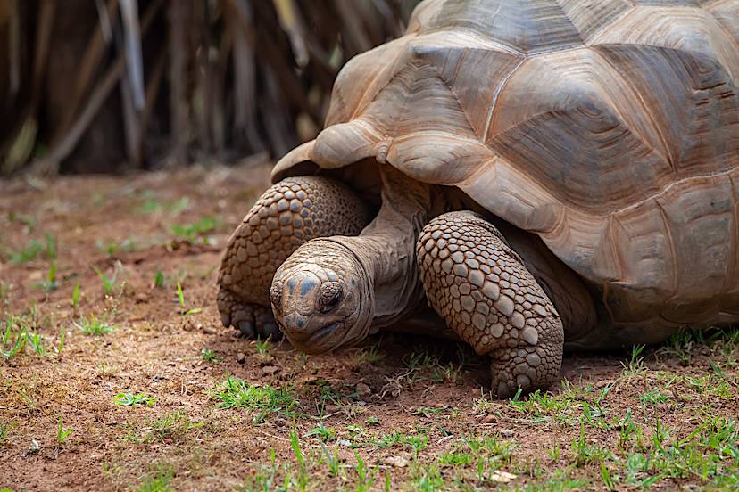 Aldabra Tortoise