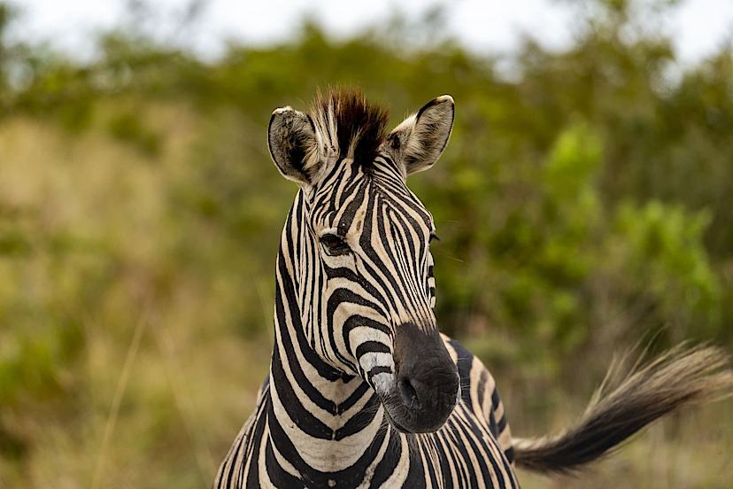 Zebra