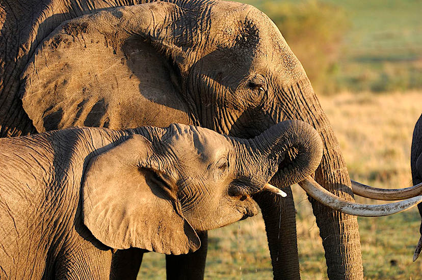 Elephants