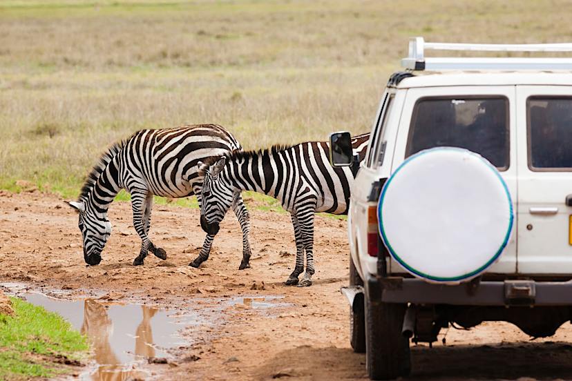 Zebras