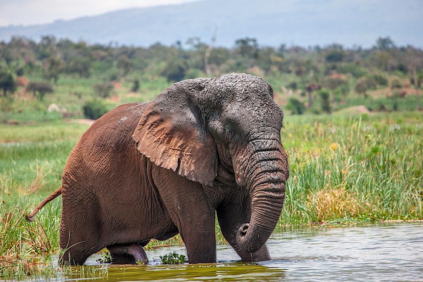 RUAHA