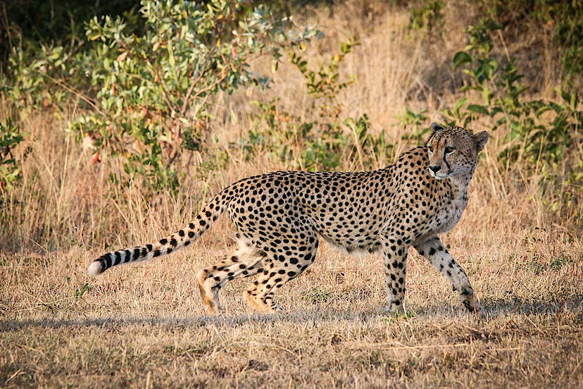 Cheetah
