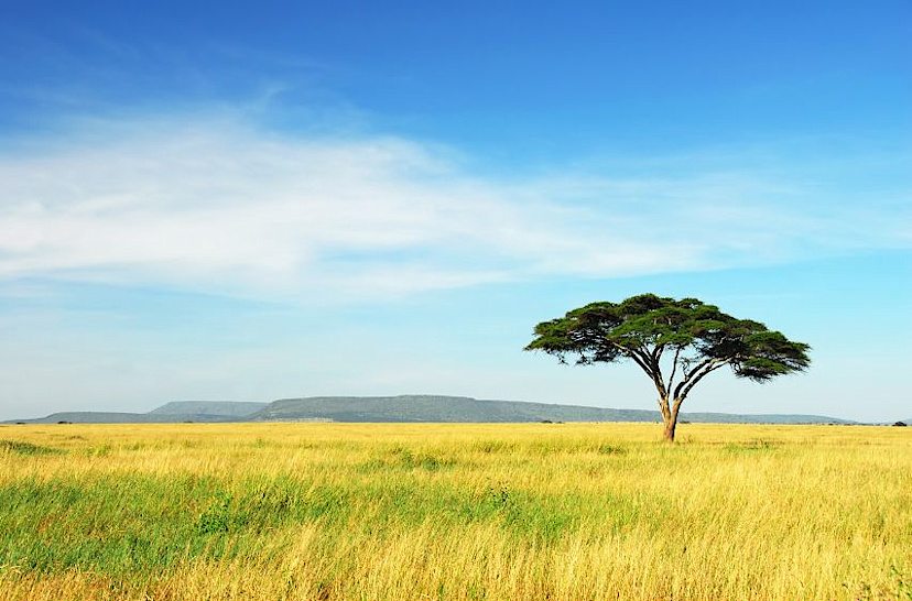Serengeti Acacia