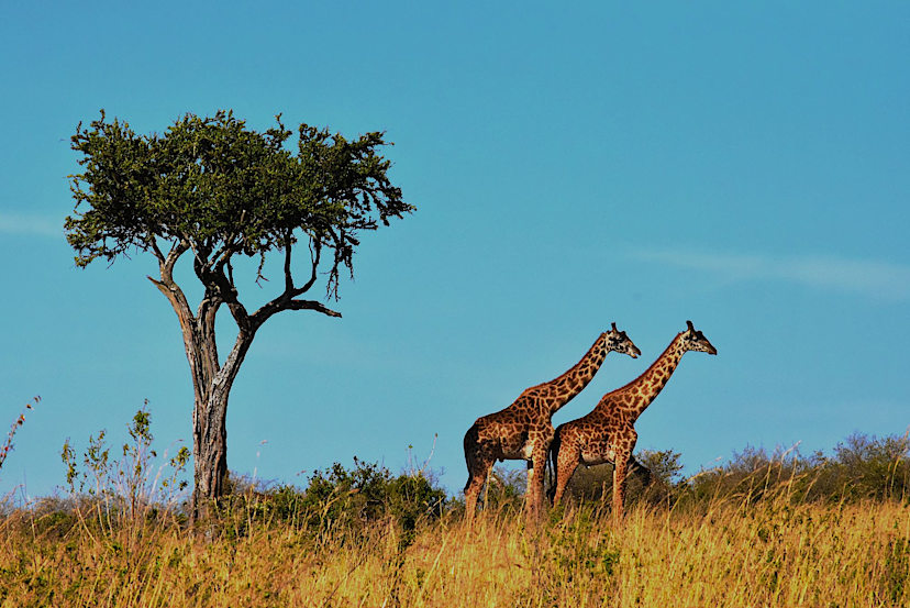 Giraffe
