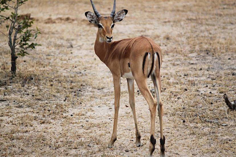 Gazelle