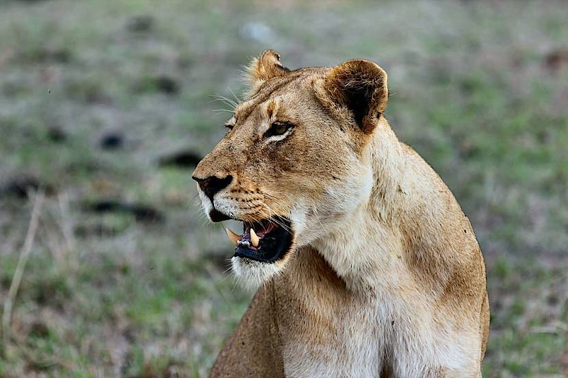 Lioness