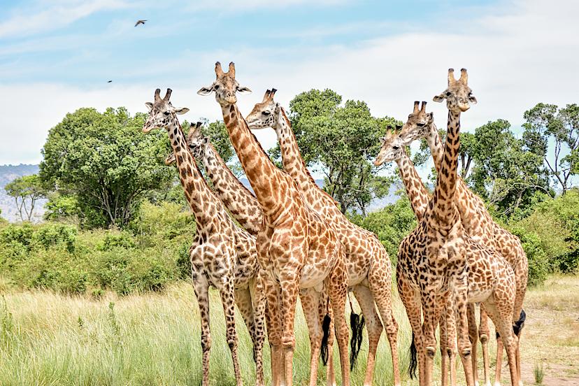 Giraffes