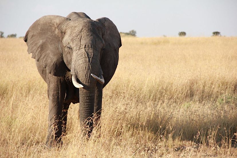 Elephant