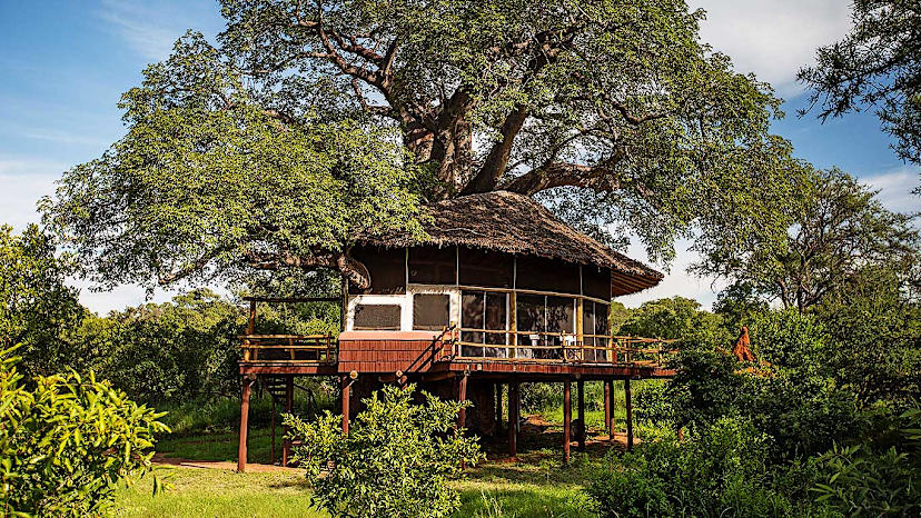 Treetops