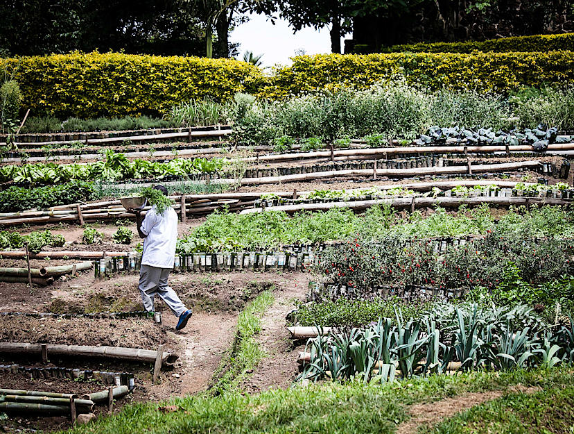 Vegetable Garden