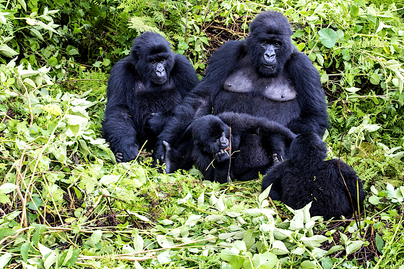 Gorilla Tracking
