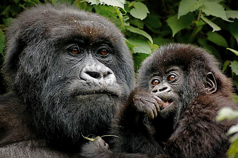 Gorilla Tracking