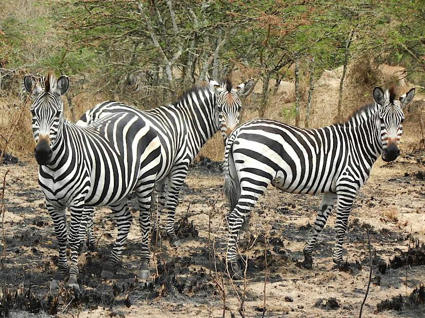 Walking Safari in Kidepo Valley National Park