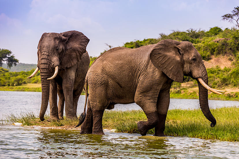 QUEEN ELIZABETH NATIONAL PARK