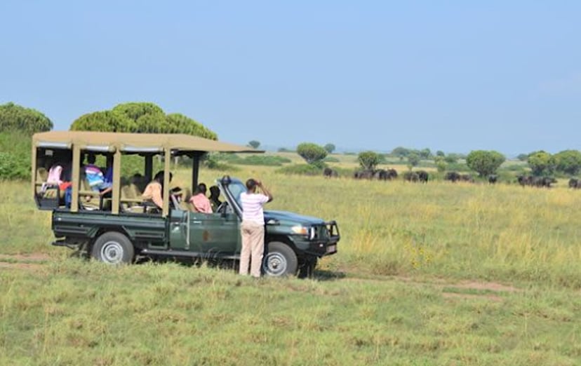 safari