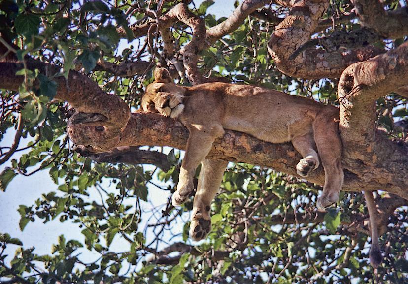 Lion