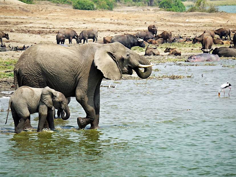 Kazinga Channel Elephant