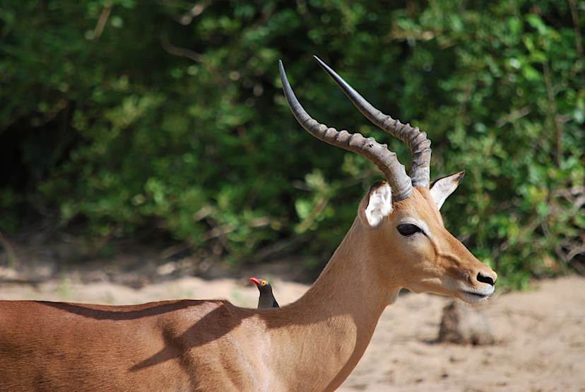 Antelope