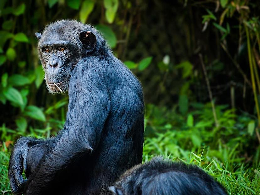 QUEEN ELIZABETH NATIONAL PARK