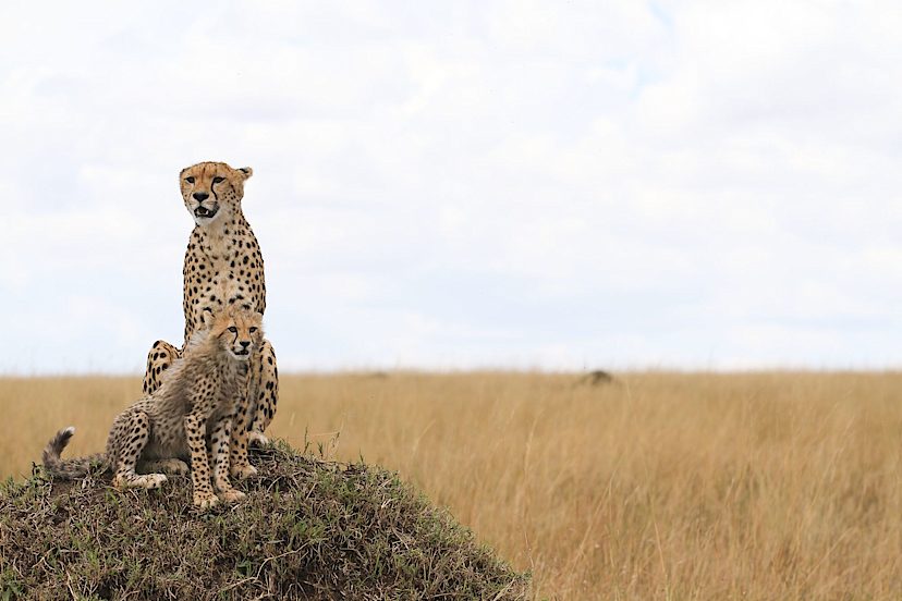 cheetahs