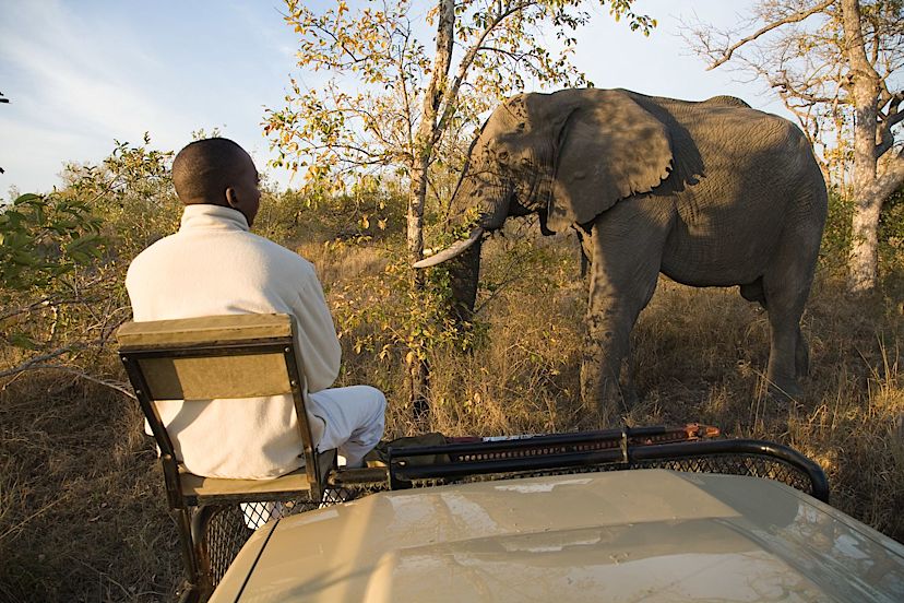 Safari Tracker