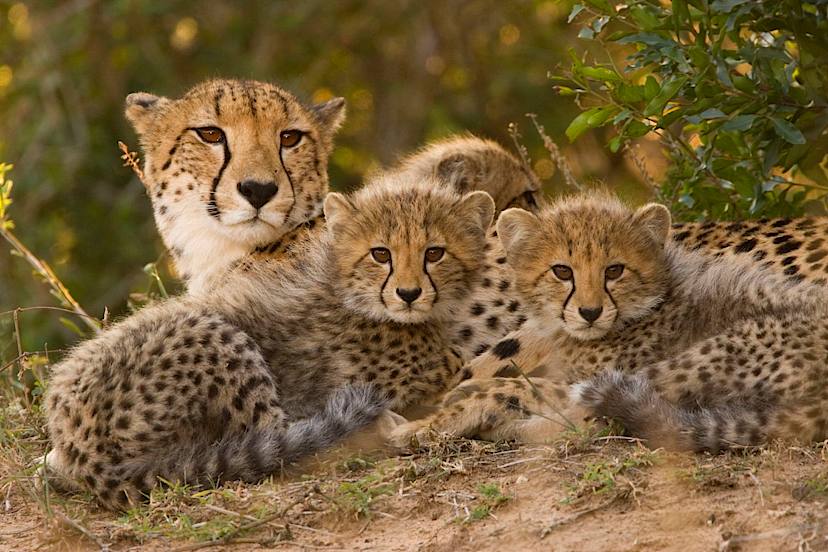 Cheetahs