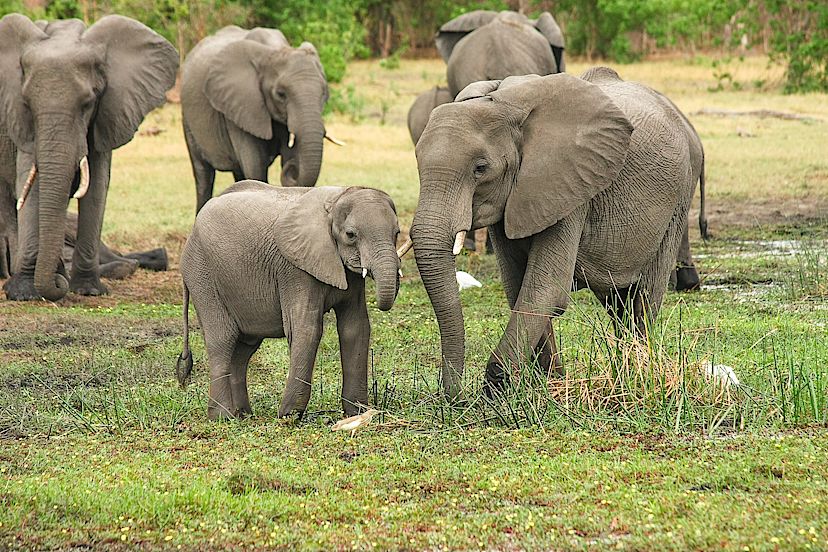 Elephant Herd Kruger