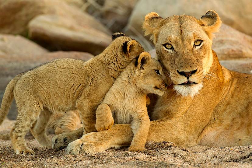 Lioness & Cubs