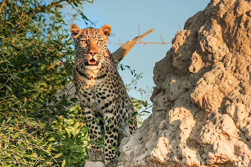 Leopard