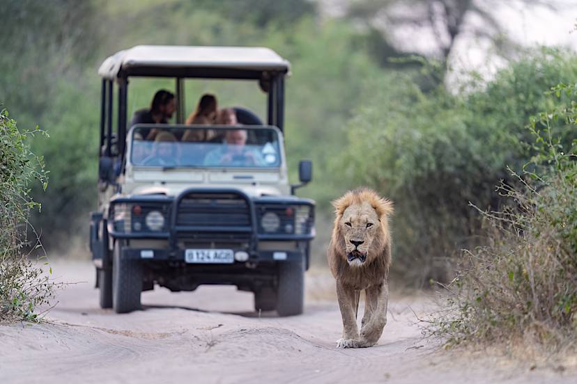 Game Drive, Chobe Game Lodge