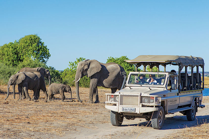 Game Drive, Chobe Game Lodge