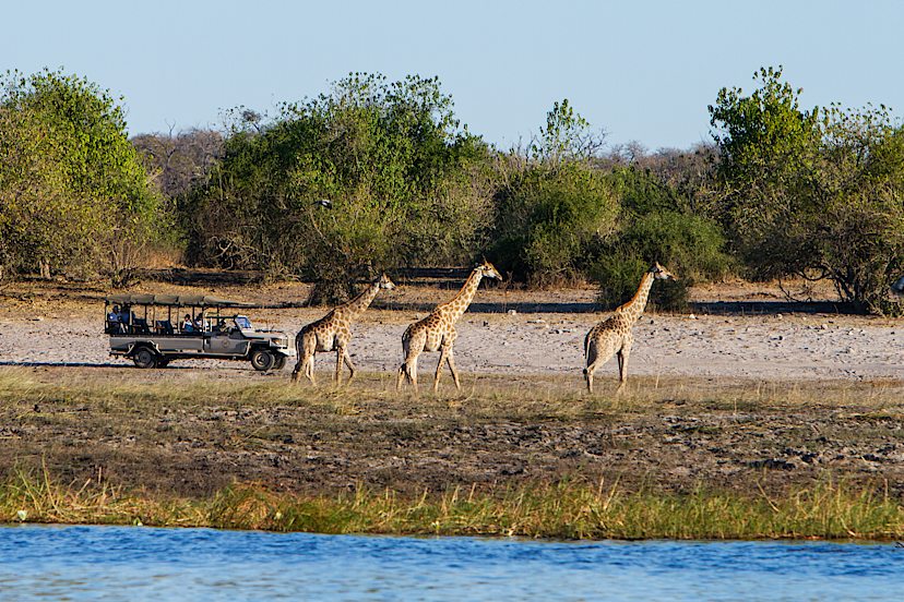 Game Drive, Chobe Game Lodge