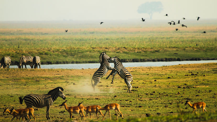 Chobe Wildlife