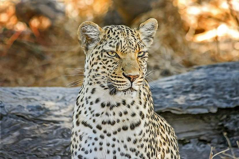 Leopard
