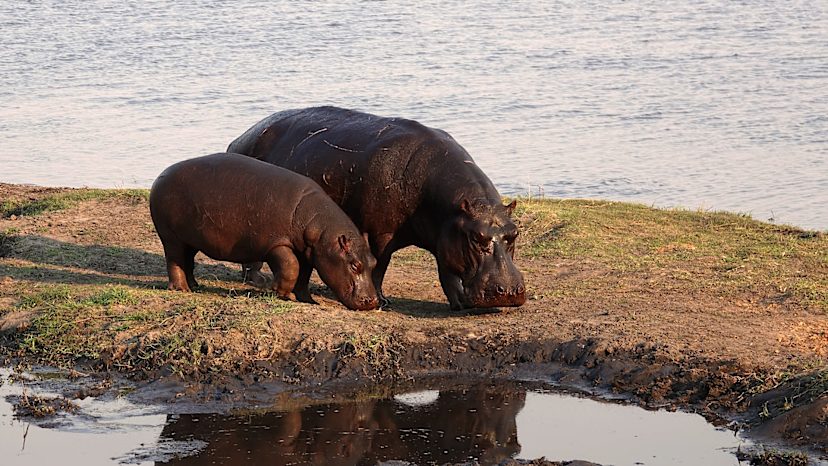 Hippos