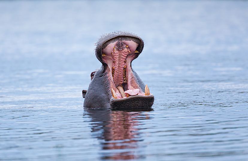 Hippo