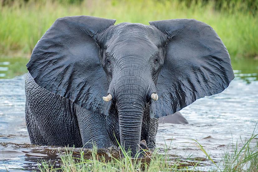 Elephant