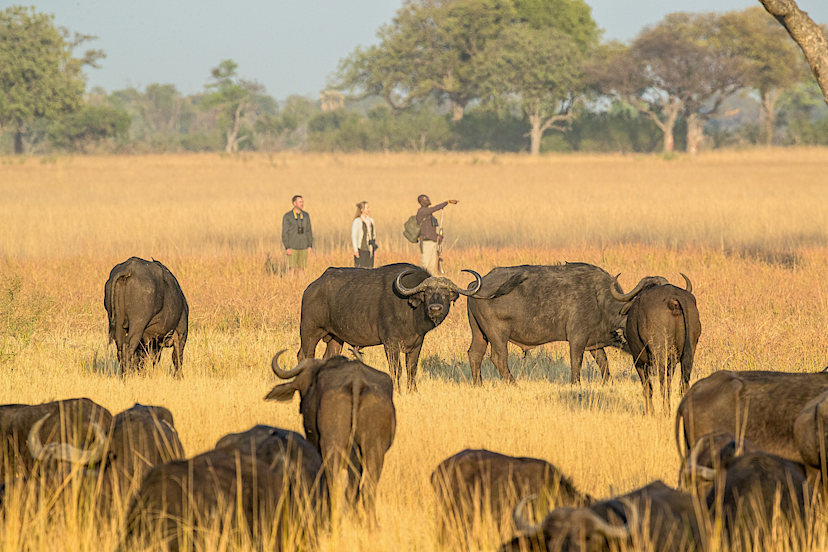 Bush Walk at Camp Okavango