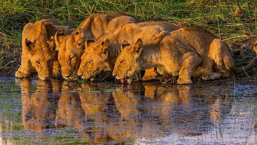Okavango Delta Game Drive