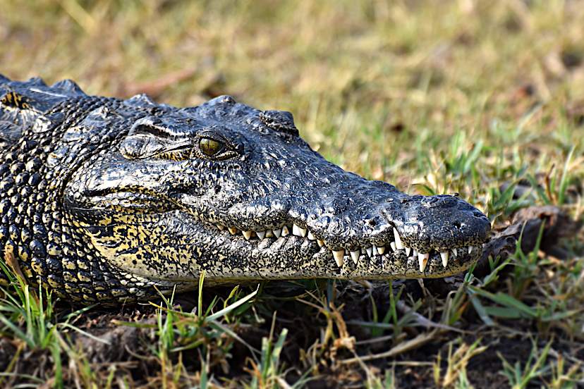 Crocodile