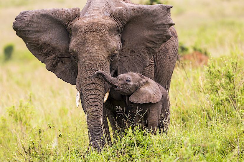 African Elephants