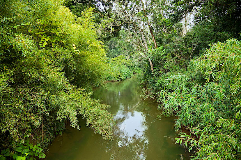 stream in the forest