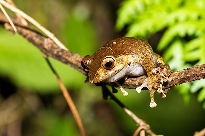 Frog, Ranomafana National Park