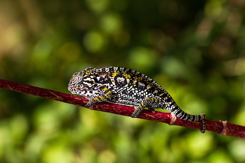 Jewelled Chameleon