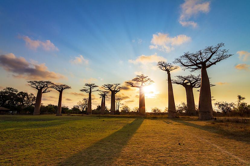baobab Trees