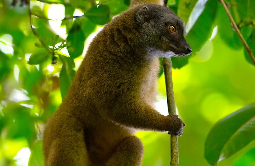 Lemur at Masoala