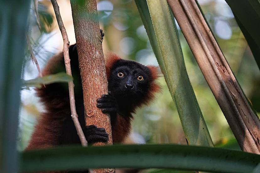 Red-Ruffed Lemur