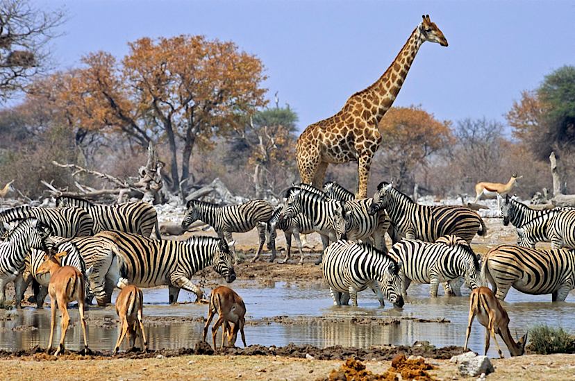 Etosha Waterhole